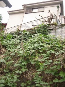 東京都　北区　つる草　除去　草むしり　除草対策
